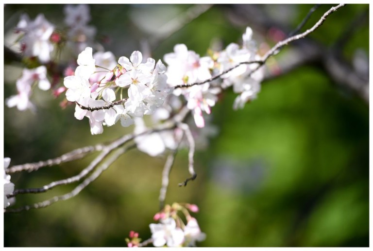 Spring Bloom at Piedmont Community Hall